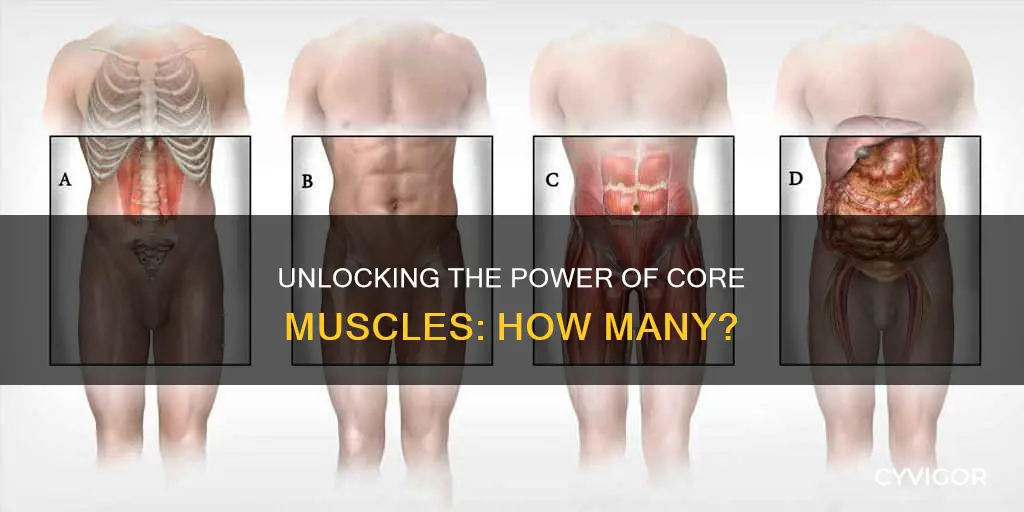 how many core muscles