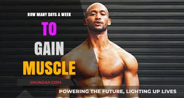 Optimal Weekly Workout Frequency for Effective Muscle Gain and Growth