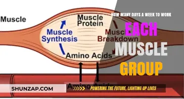 Optimal Muscle Group Workout Frequency: Weekly Training Guide