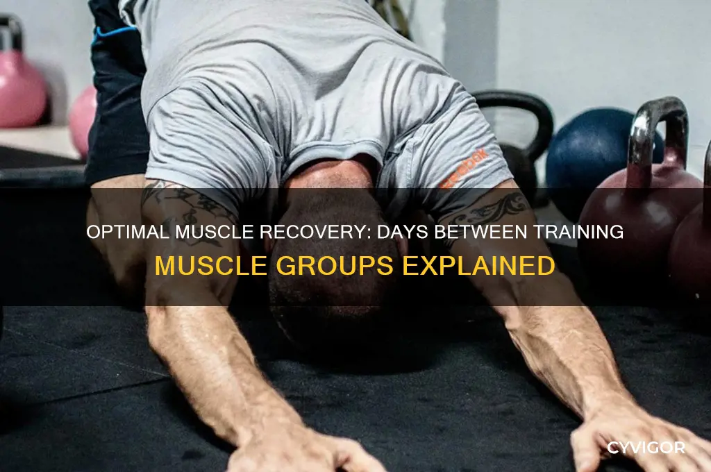how many days between training muscle groups