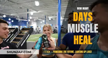 Muscle Recovery: Understanding the Healing Timeline