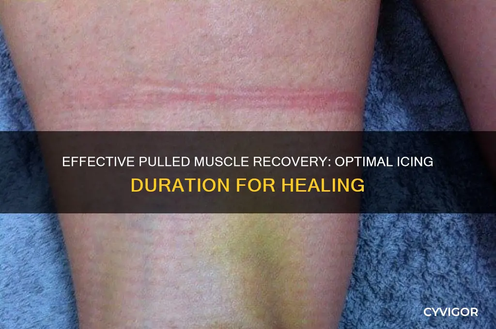 how many days should a pulled muscle be iced