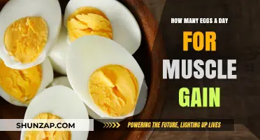 Optimal Egg Intake for Muscle Gain: Daily Recommendations Explained