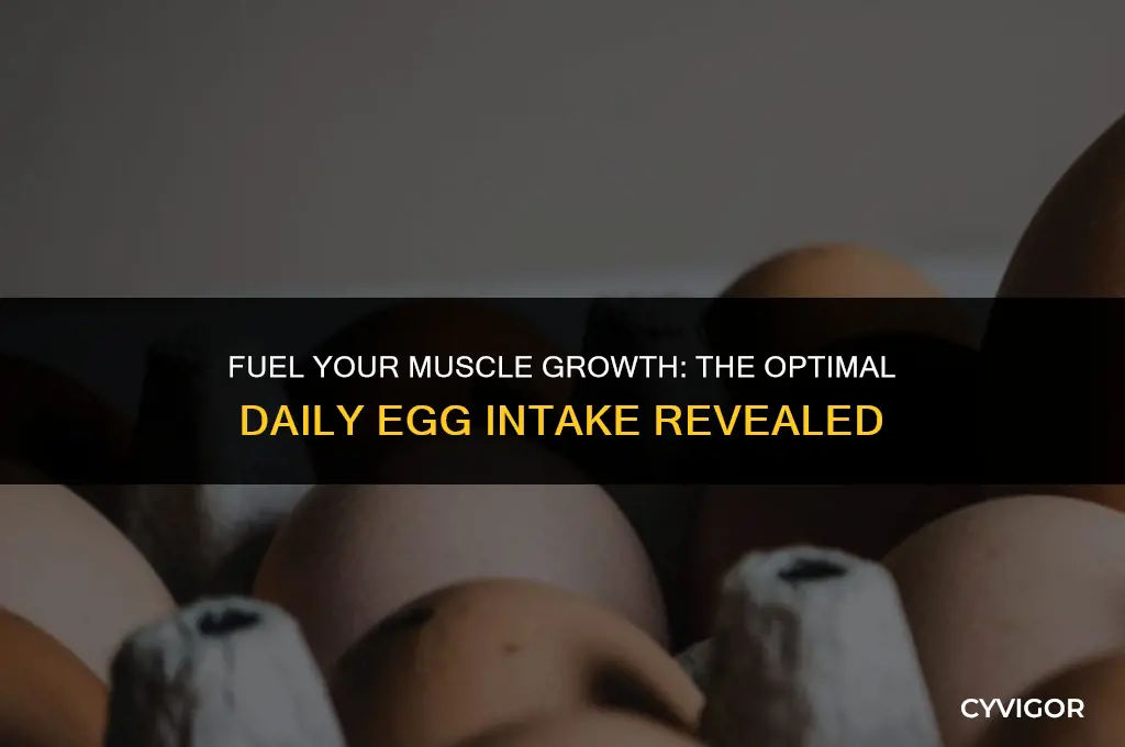 how many eggs a day to build muscle
