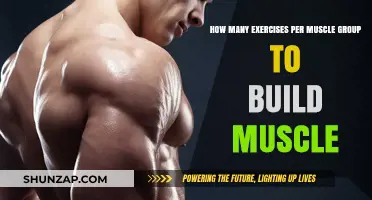 Optimal Workout Routine: Exercises Per Muscle Group for Muscle Building
