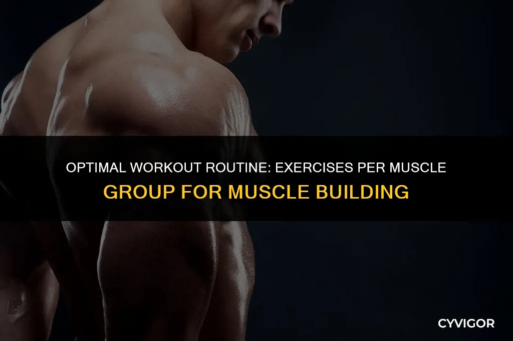 how many exercises per muscle group to build muscle