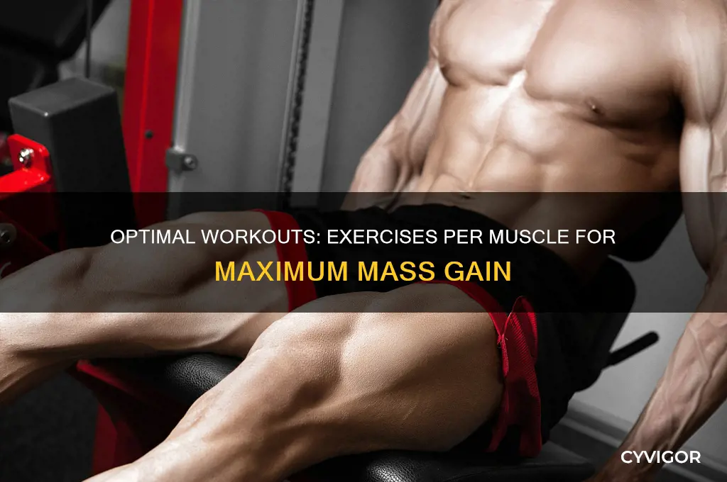 how many exercises per muscle to gain mass