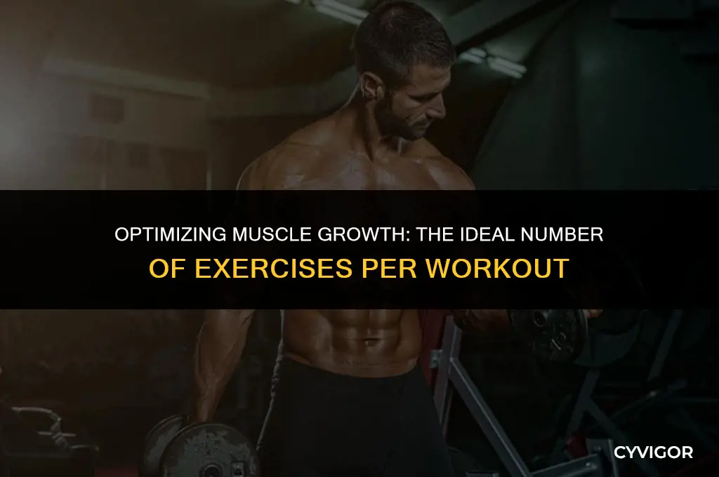how many exercises per workout to build muscle