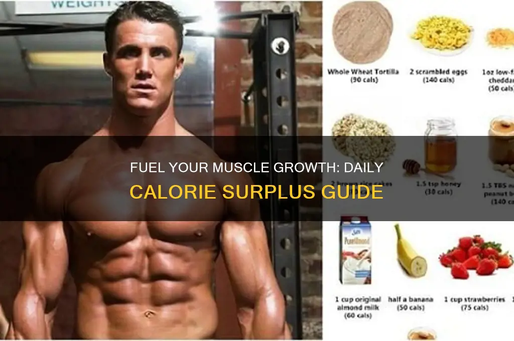 how many extra calories a day to gain muscle