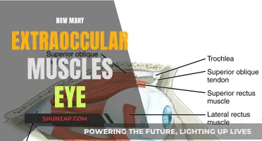 Eye's Amazing Muscles: The Extraocular Superpower