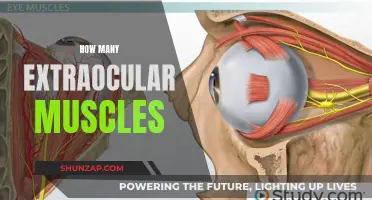 The Powerful Muscles that Control Our Eyesight