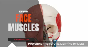 Exploring the Many Muscles of Human Facial Expressions
