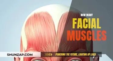 Exploring the Many Muscles of Our Expressive Faces