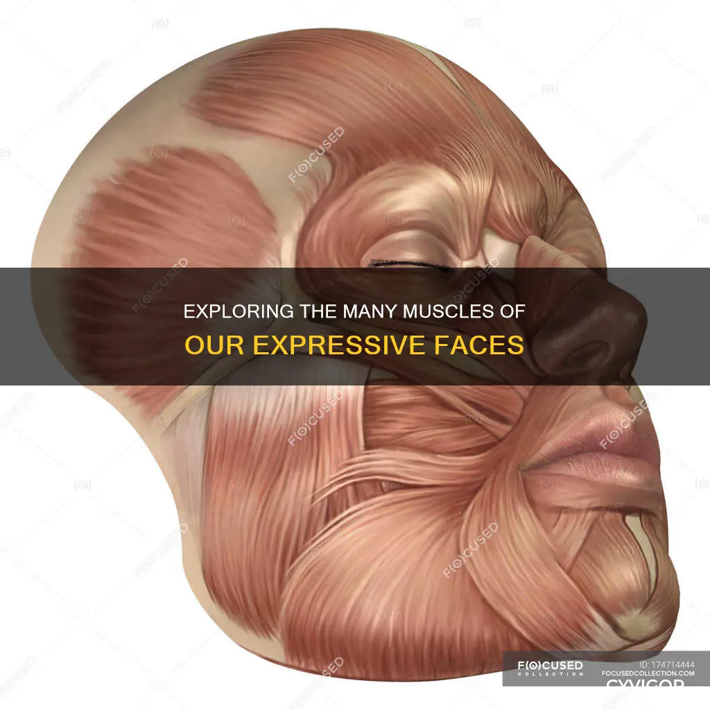 how many facial muscles