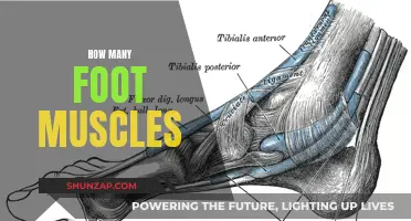 Foot Muscles: Their Count and Significance