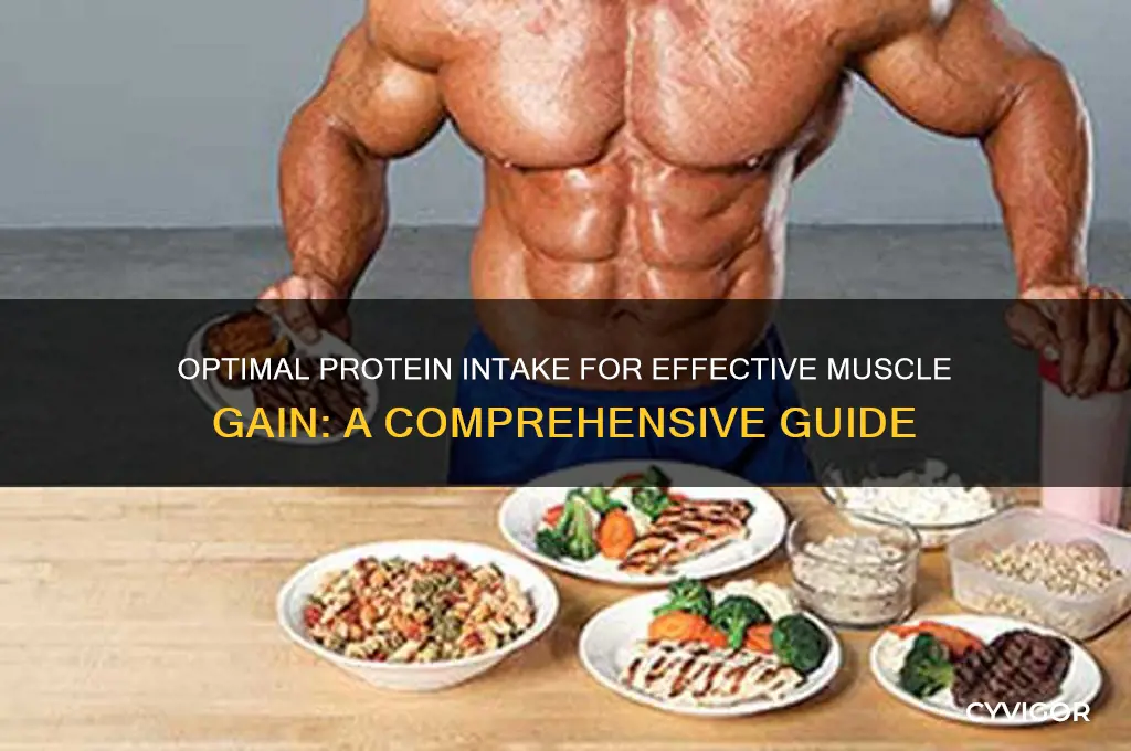 how many g of protein for muscle gain