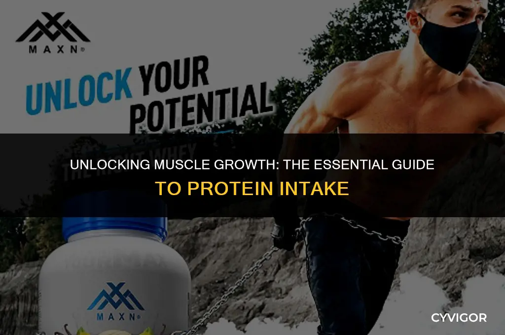 how many g of protein to build muscle