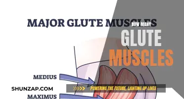 Glute Muscles: Understanding Their Number and Functionality