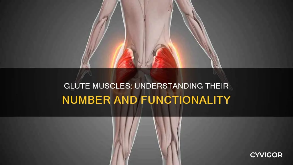 how many glute muscles
