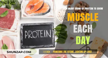 Optimal Daily Protein Intake for Effective Muscle Growth and Recovery