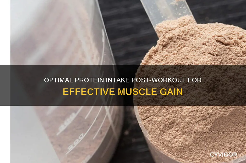 how many grams of protein after workout to gain muscle