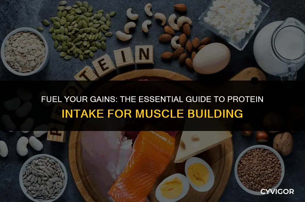 how many grams of protein i need to build muscle