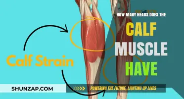 Exploring the Anatomy of the Calf Muscle: A Detailed Guide