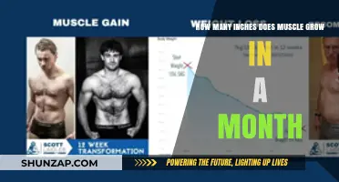 Muscle Growth Rate: How Many Inches Can You Gain Monthly?
