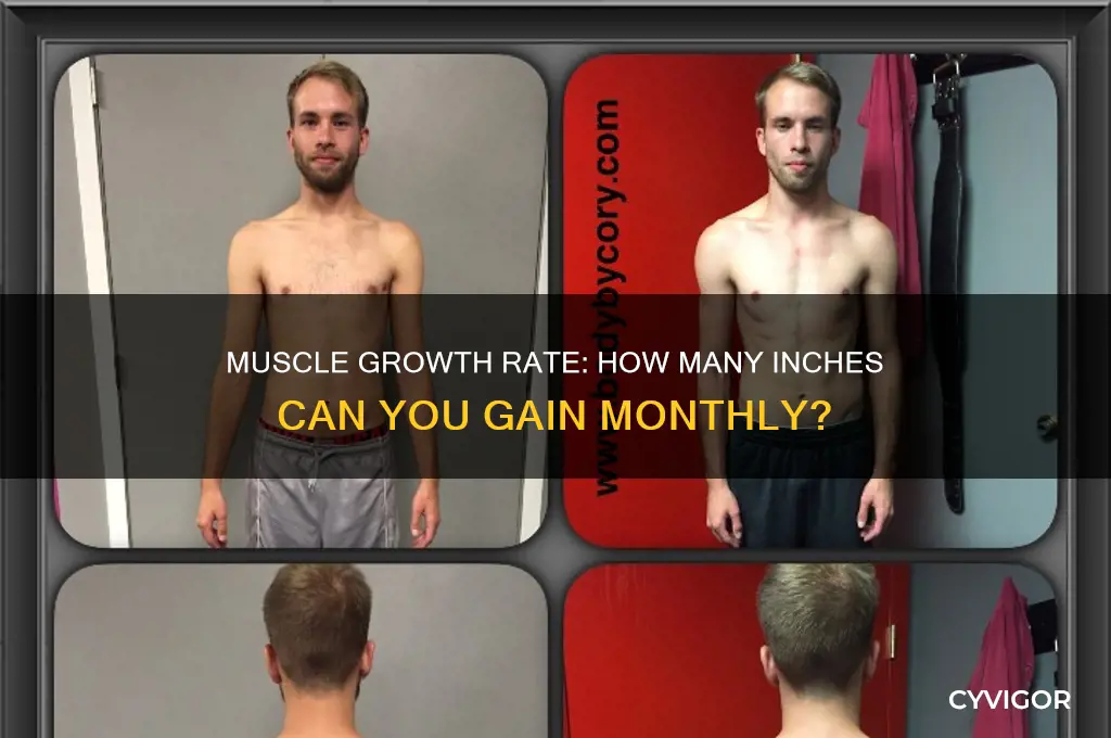 how many inches does muscle grow in a month