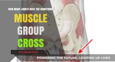 Understanding Hamstring Joints: How Many Does This Muscle Group Cross?