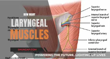 Exploring the Muscles of the Larynx: A Complex System