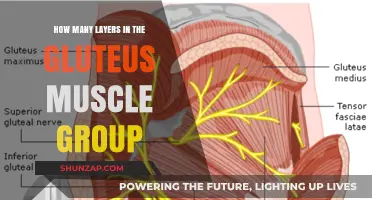Understanding the Gluteus Muscle Group: Layers and Functions Explained