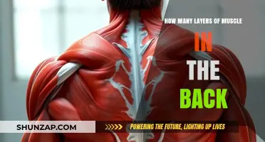 Unveiling the Complex Anatomy: Layers of Back Muscles Explained