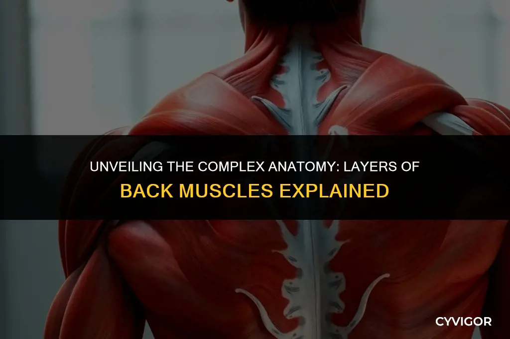 how many layers of muscle in the back