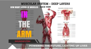 Understanding the Complex Layers of Muscles in the Human Arm