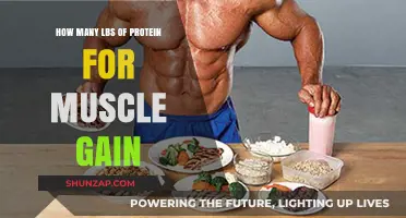 Optimal Protein Intake for Effective Muscle Gain: Pounds Explained