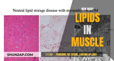Muscle Composition: Lipids and Their Count