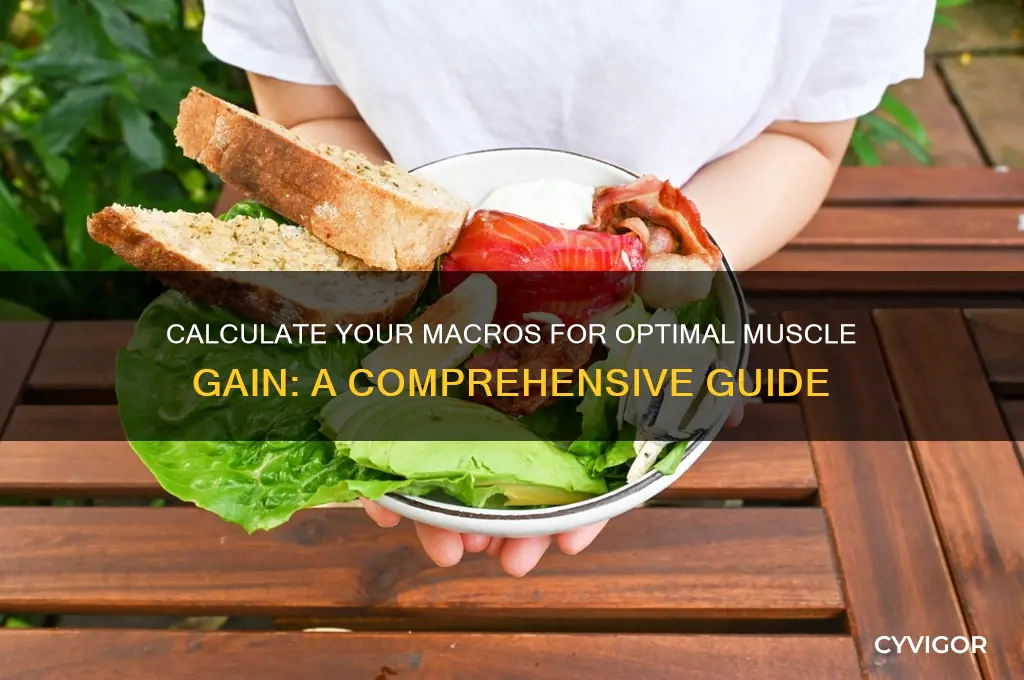 how many macros do i need to gain muscle
