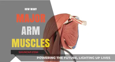 Understanding the Major Arm Muscles: A Comprehensive Guide