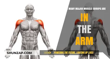 Understanding the Major Muscle Groups in the Human Arm