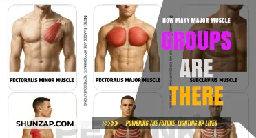 Understanding the Major Muscle Groups: A Comprehensive Breakdown