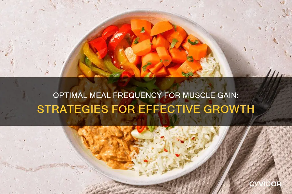 how many meals a day for muscle gain