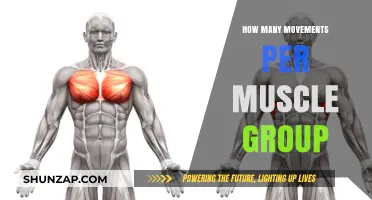 Optimal Muscle Growth: Movements Per Muscle Group Explained