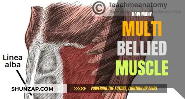Exploring the Intriguing Multi-Bellied Muscles in the Human Body