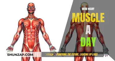 Building Muscles: The Daily Commitment and Routine