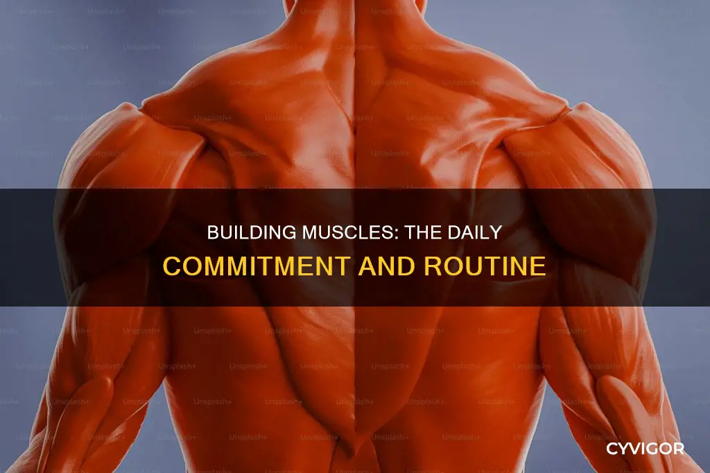 how many muscle a day