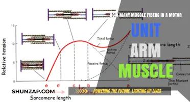 Understanding Motor Unit Muscle Fibers in the Human Arm
