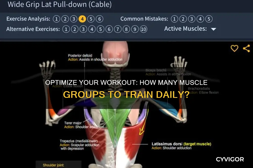 how many muscle groups a day