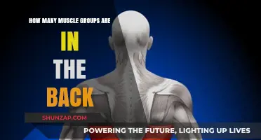 Unveiling the Anatomy of a Strong Back: A Comprehensive Guide