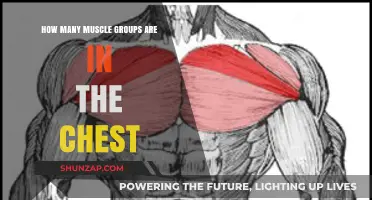 Understanding the Chest's Muscle Groups: A Comprehensive Breakdown